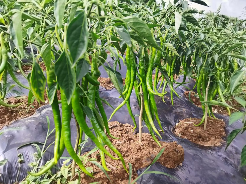 云南昭通8号青椒大量现货