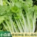 《小白菜》基地直发/青梗小白菜/价格便宜/全国全年批发