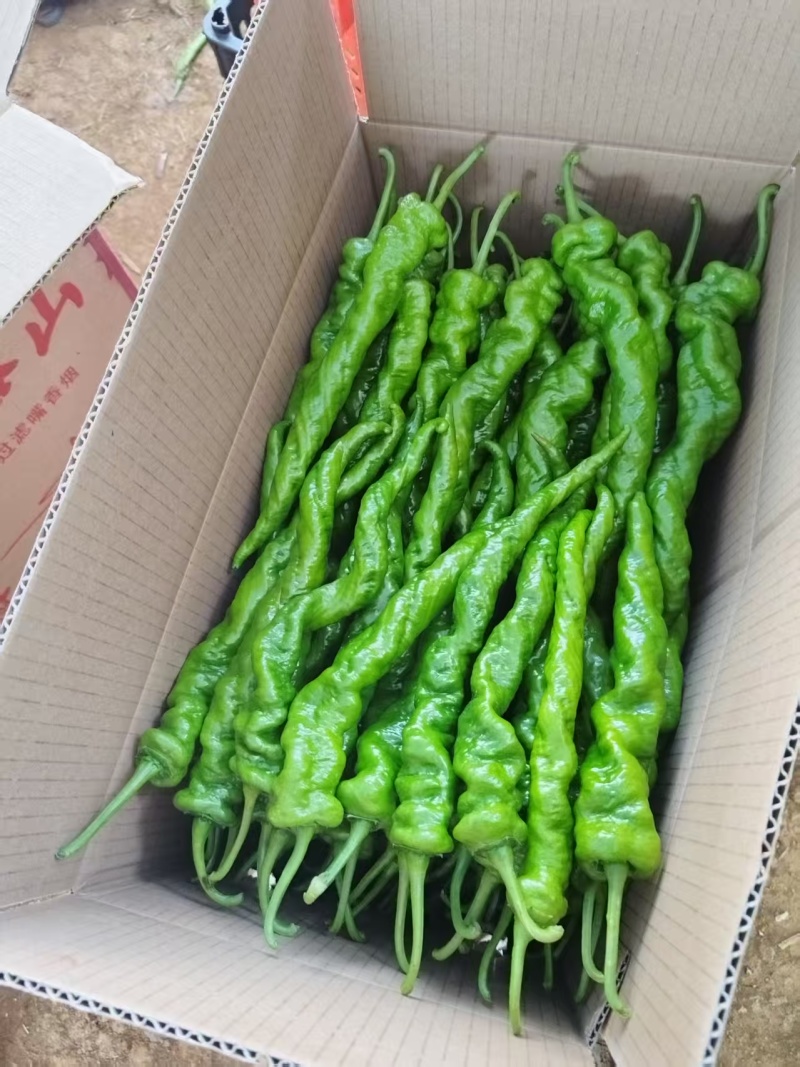 云南大量现货螺丝椒地里批发全国