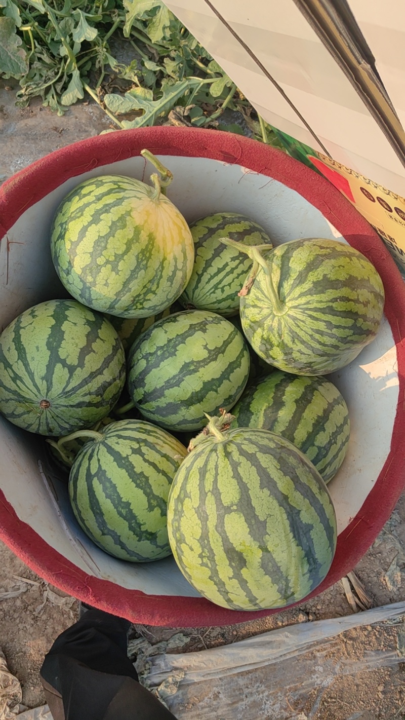 无籽麒麟西瓜高次