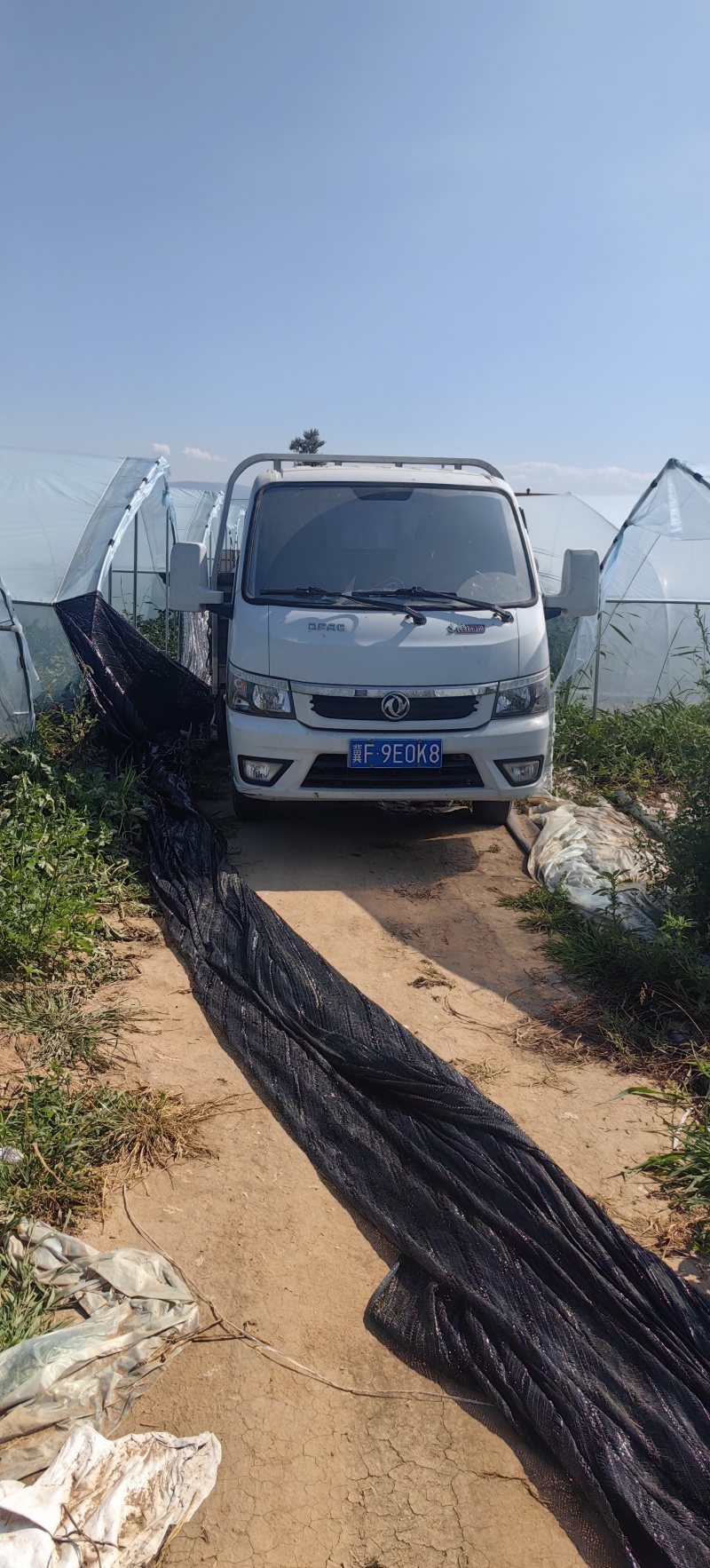 无籽麒麟西瓜高次