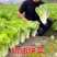 《山东快菜》奶油快菜/曹县快菜/产地货源/全国整车批发