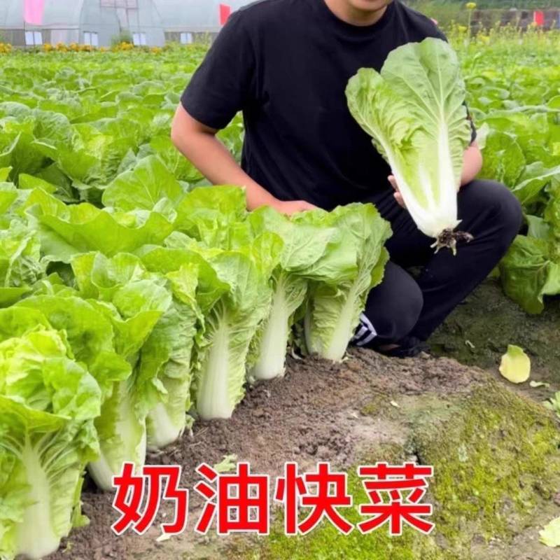 《山东快菜》奶油快菜/曹县快菜/产地货源/全国整车批发