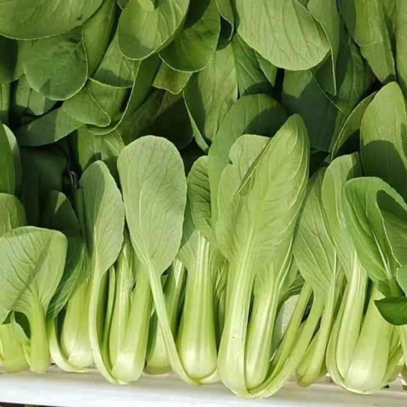 《山东快菜》奶油快菜/曹县快菜/产地货源/全国整车批发