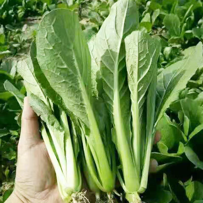 《山东快菜》奶油快菜/曹县快菜/产地货源/全国整车批发