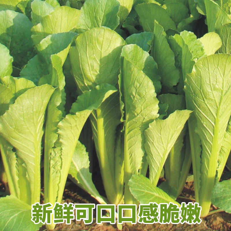 《快菜》曹县快菜/曹县蔬菜/基地直发/全年有货/欢迎采购