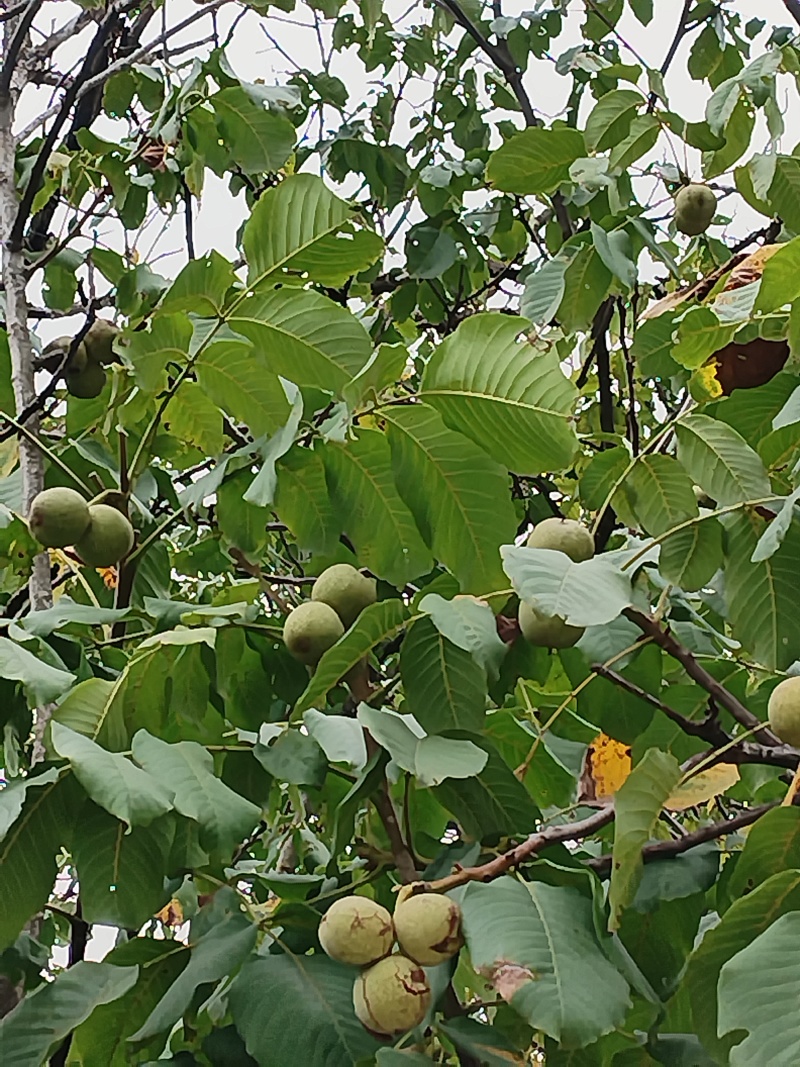 核桃