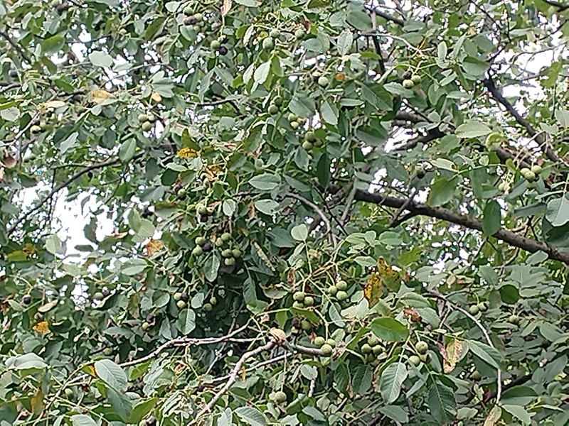 核桃