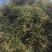 本人有10吨金银花出售。