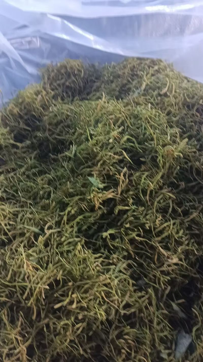 本人有10吨金银花出售。