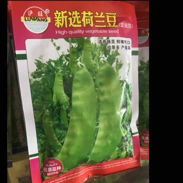 新选荷兰豆清香味美鲜嫩可口挂果多产量高