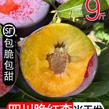 青红脆李
