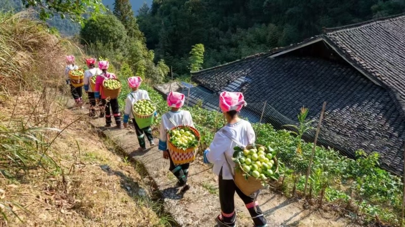 现货广西优质百香果黄金百香果产地直发全国供应