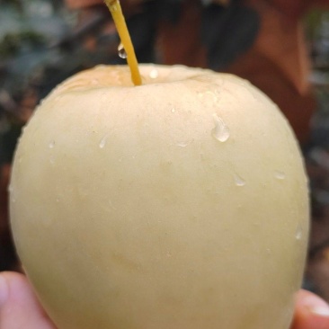 应季水果，新鲜