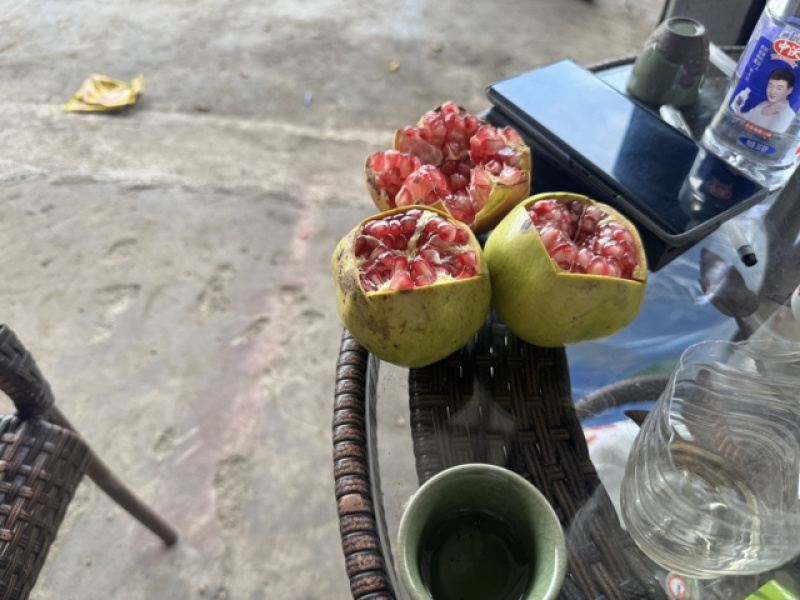 四川大凉山突尼斯软籽石榴饮料果，工厂果，榨汁果大量出货