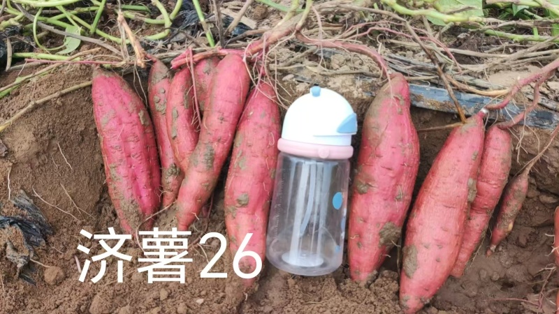 济薯26