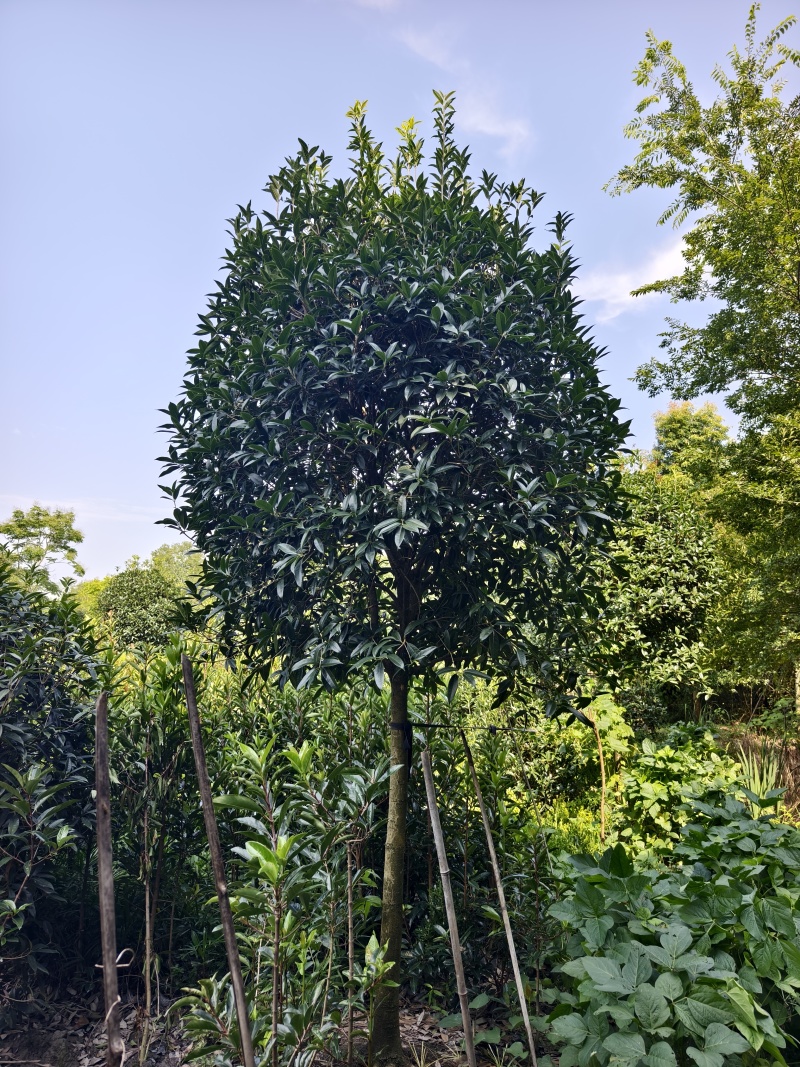 桂花