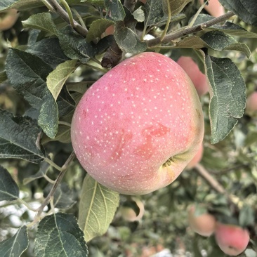 秦燕苹果，糖度14加纯甜