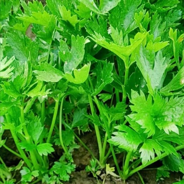 河南滑县芹菜育苗基地法国皇后苗状，根系好成活率高