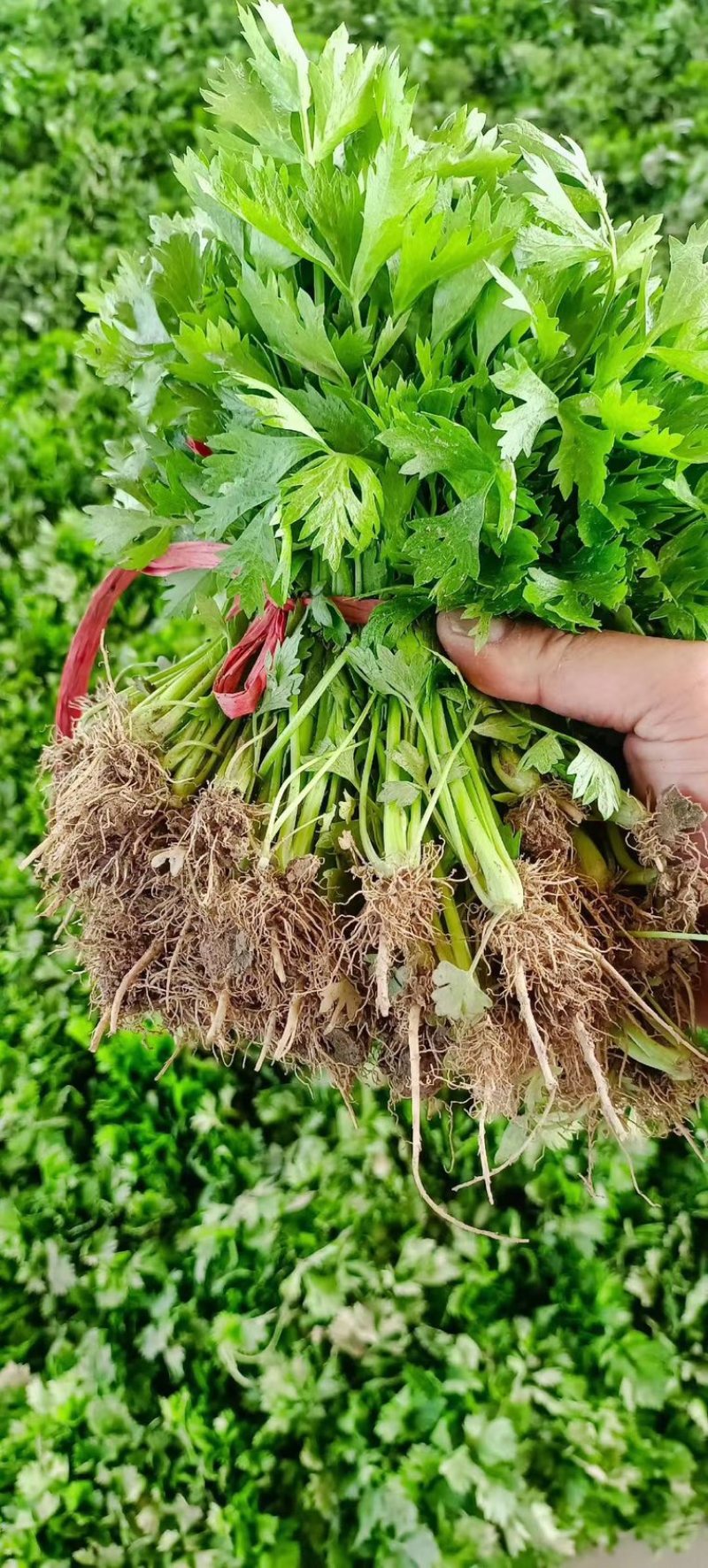 河南滑县芹菜育苗基地法国皇后苗状，根系好成活率高
