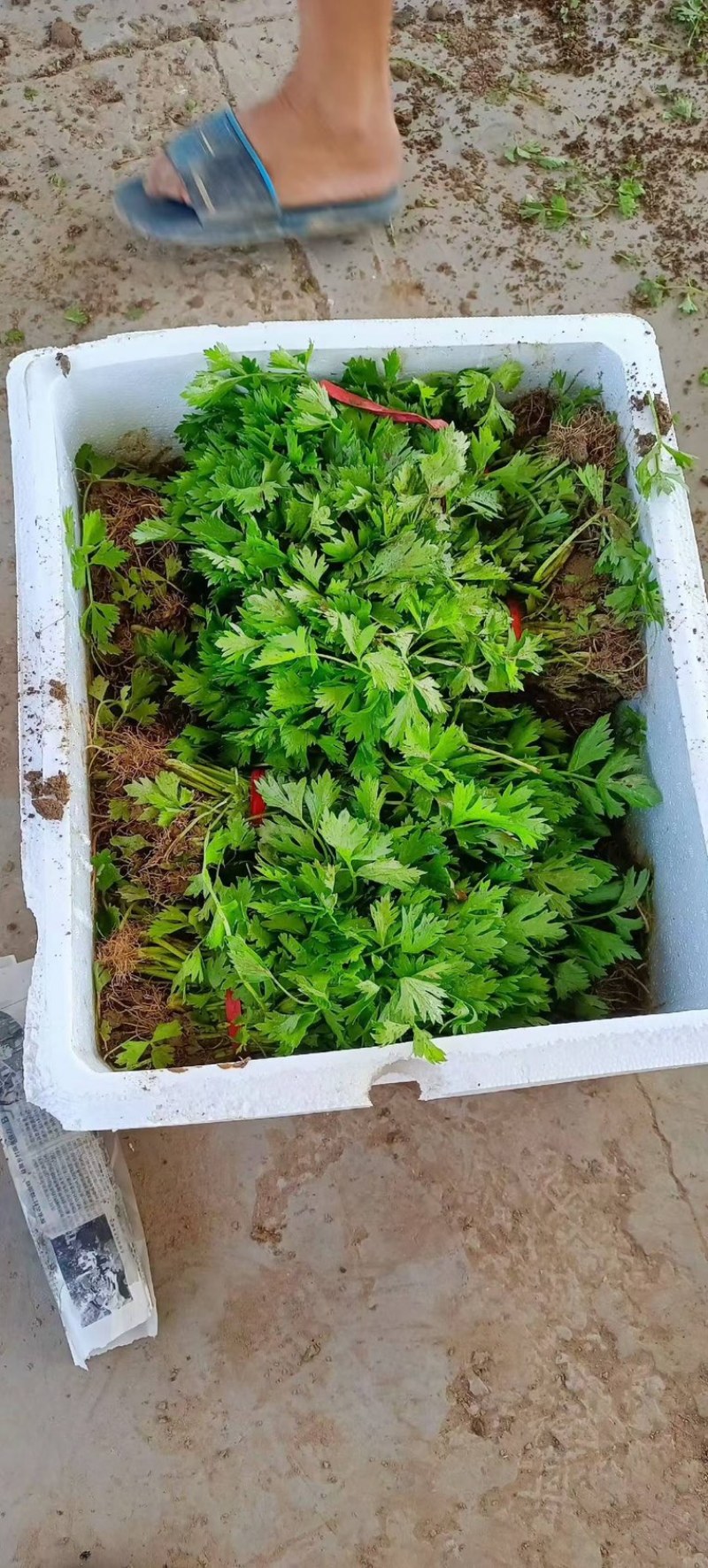 河南滑县芹菜育苗基地法国皇后苗状，根系好成活率高