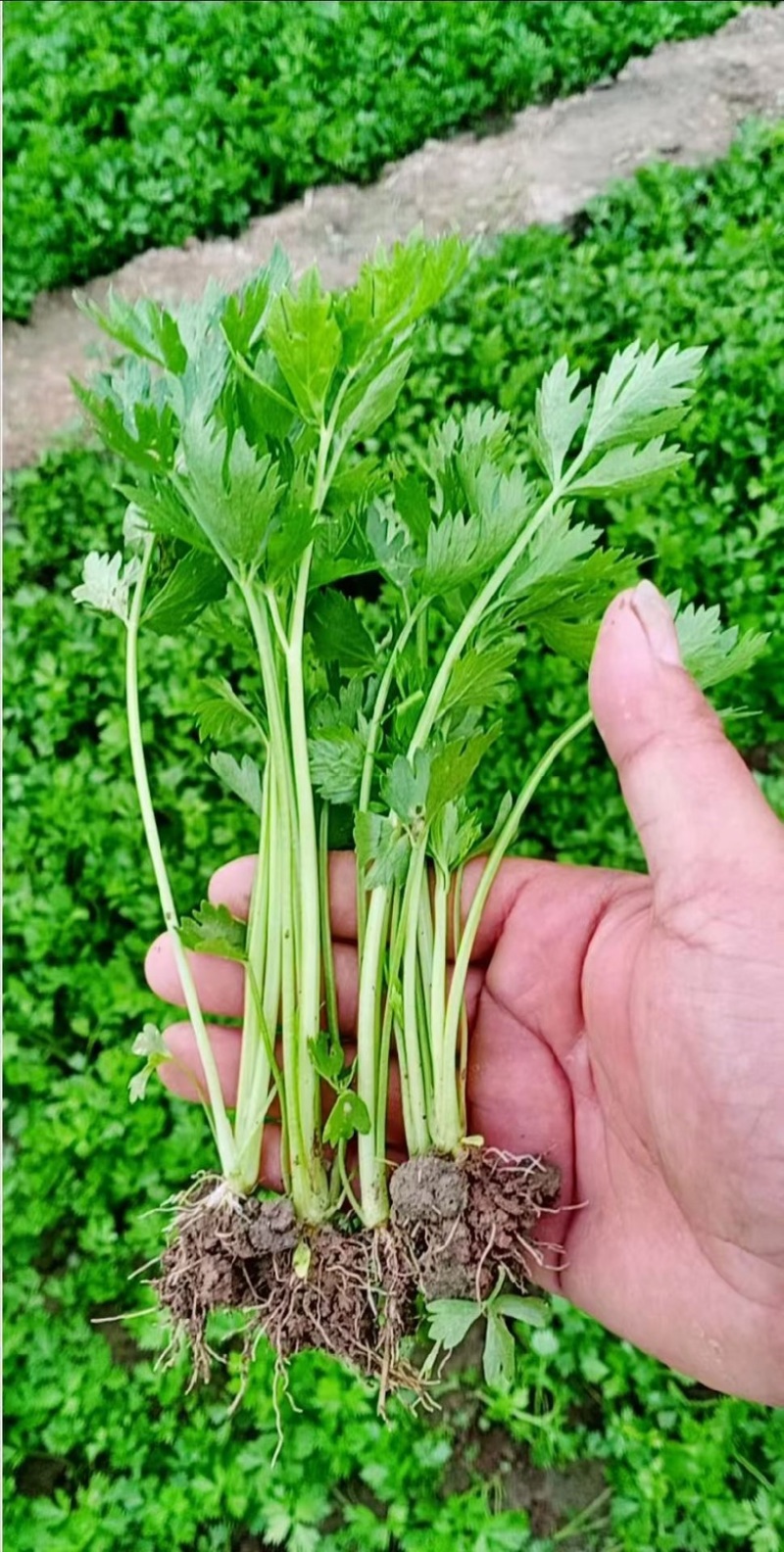 河南滑县芹菜育苗基地法国皇后苗状，根系好成活率高
