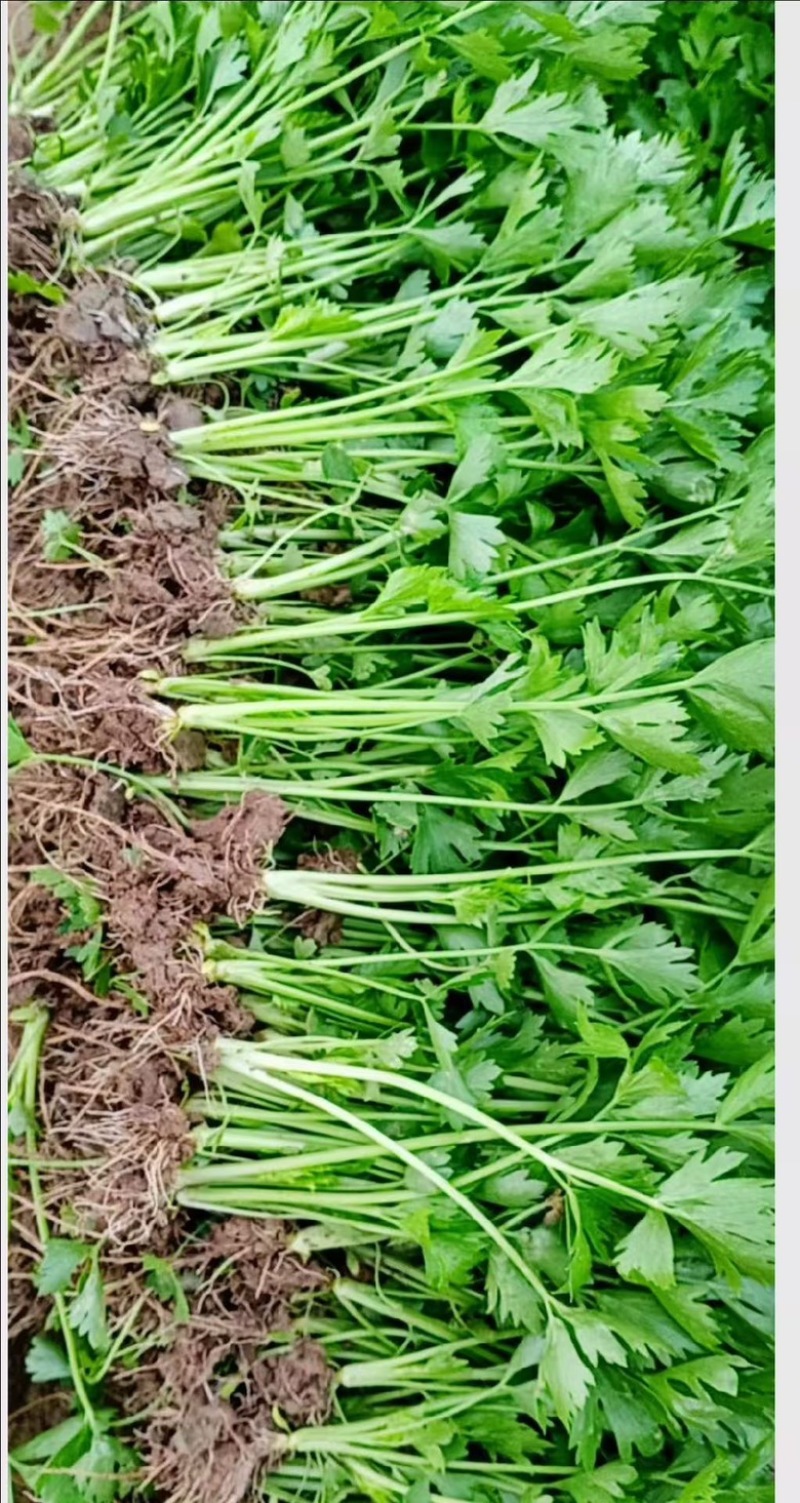 河南滑县芹菜育苗基地法国皇后苗状，根系好成活率高