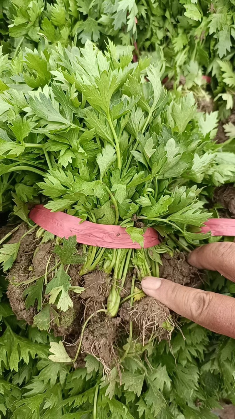 河南滑县芹菜育苗基地法国皇后苗状，根系好成活率高