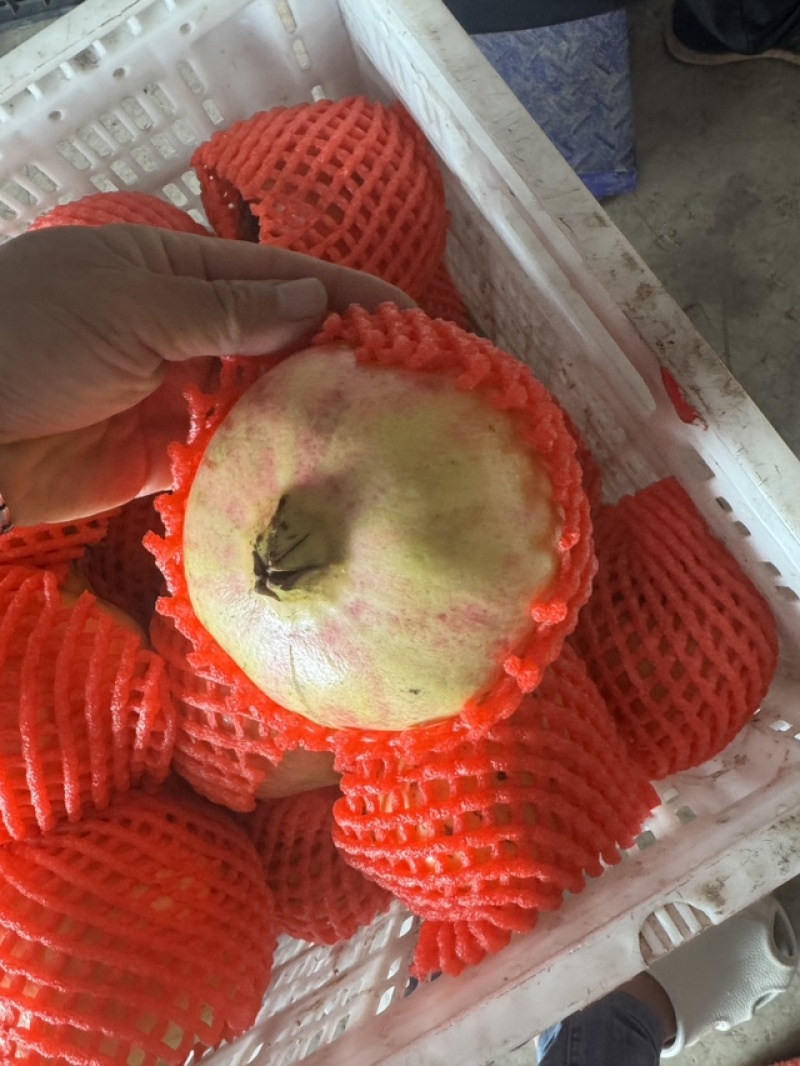 四川大凉山突尼斯软籽石榴高二级果，二级果小彩果工厂果饮料