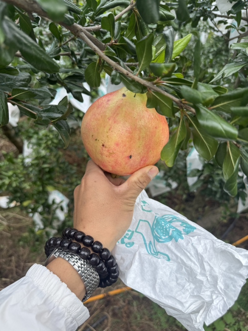 四川大凉山突尼斯软籽石榴高二级果，二级果小彩果工厂果饮料