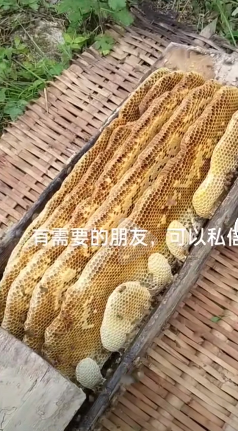 土蜂蜜2000余斤出售