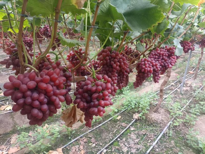 西昌克伦生葡萄大量有货基地直供品质优可对接市场欢迎咨询