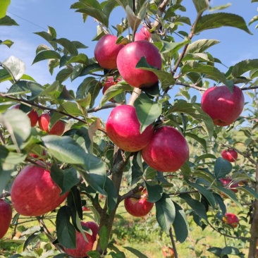 红露苹果