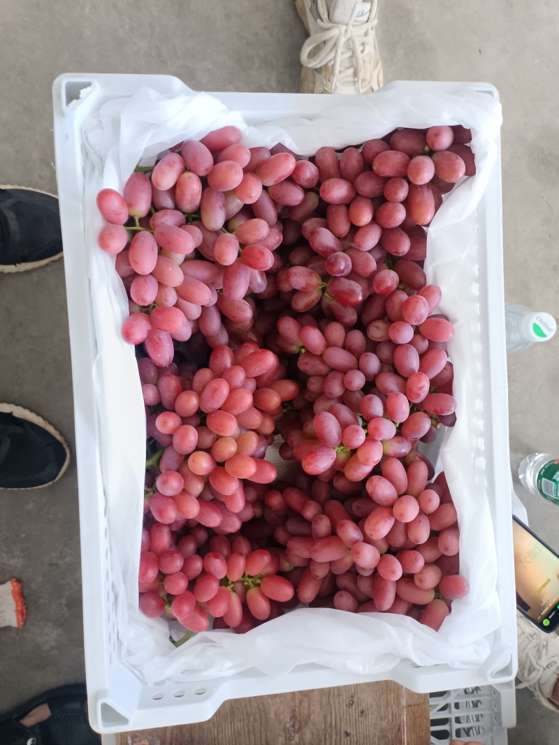 西昌克伦生葡萄大量有货基地直供品质优可对接市场欢迎咨询