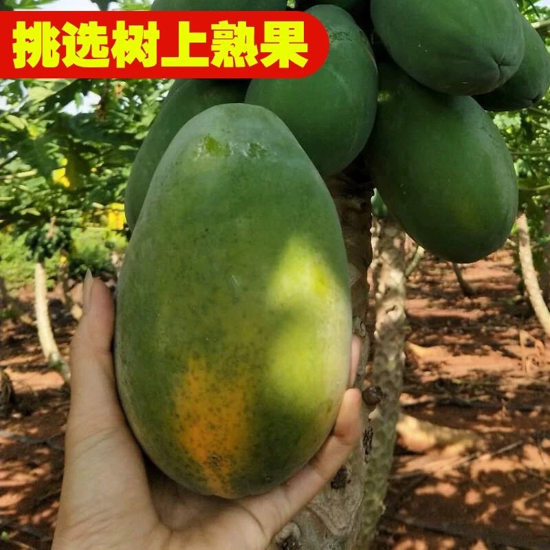 木瓜品质保证大量有货价格美丽欢迎联系