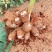 云南水果牛奶芋头8520芋头
