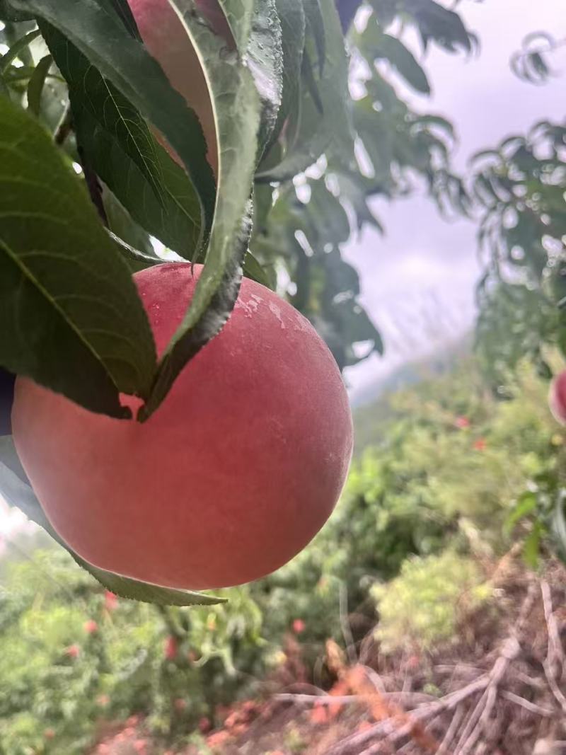 《山东毛桃》秋彤毛桃/山东秋彤/离核/个头均匀/便宜