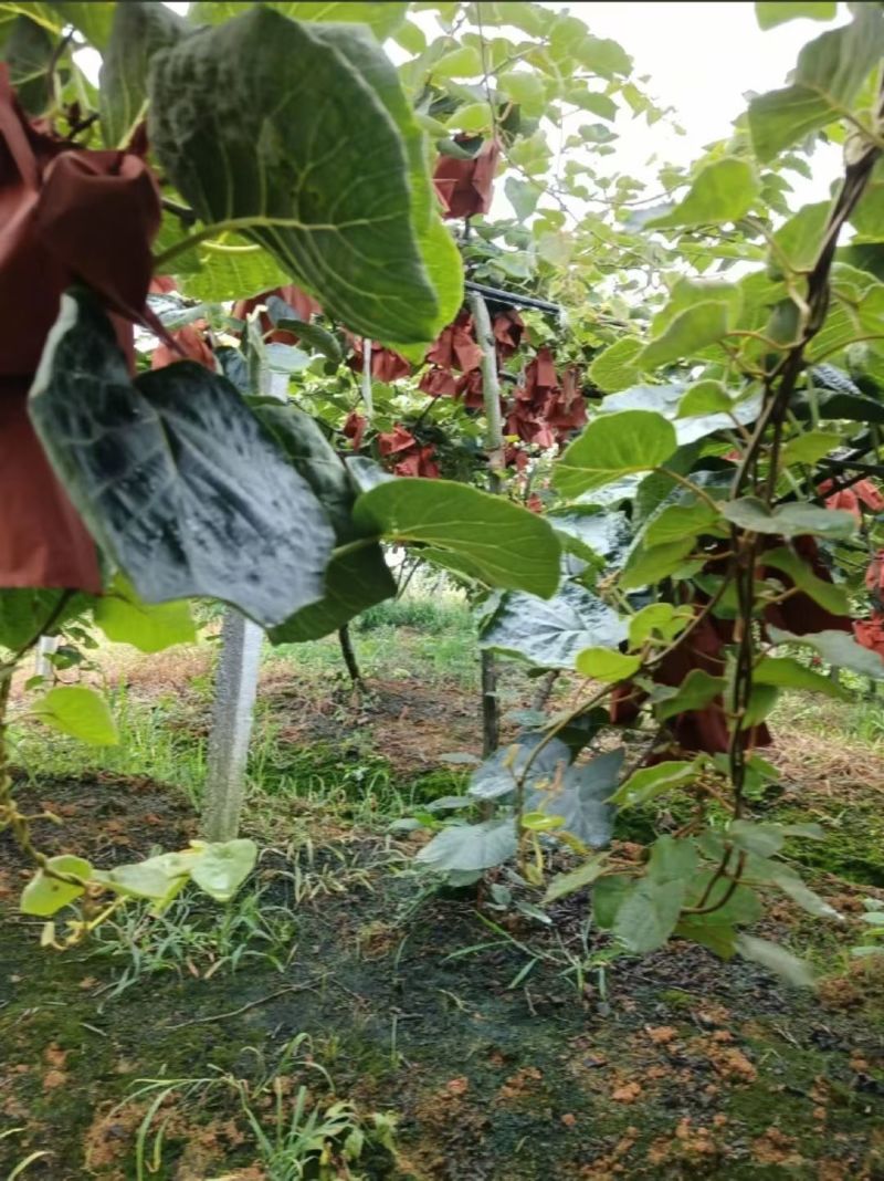 苍溪红心猕猴桃