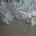 正宗浦江巨峰葡萄自家果园产地直销