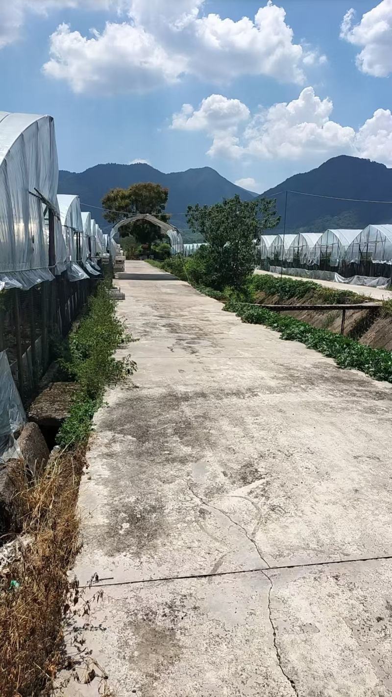 正宗浦江巨峰葡萄自家果园产地直销