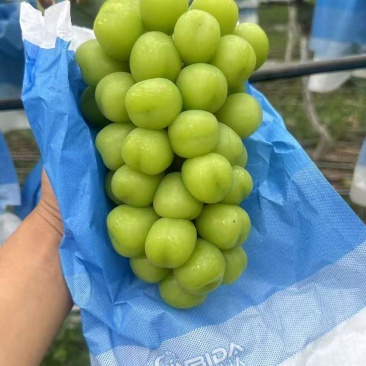 阳光玫瑰,基地直供厂家直销，品质上乘，量大优惠，欢迎看货