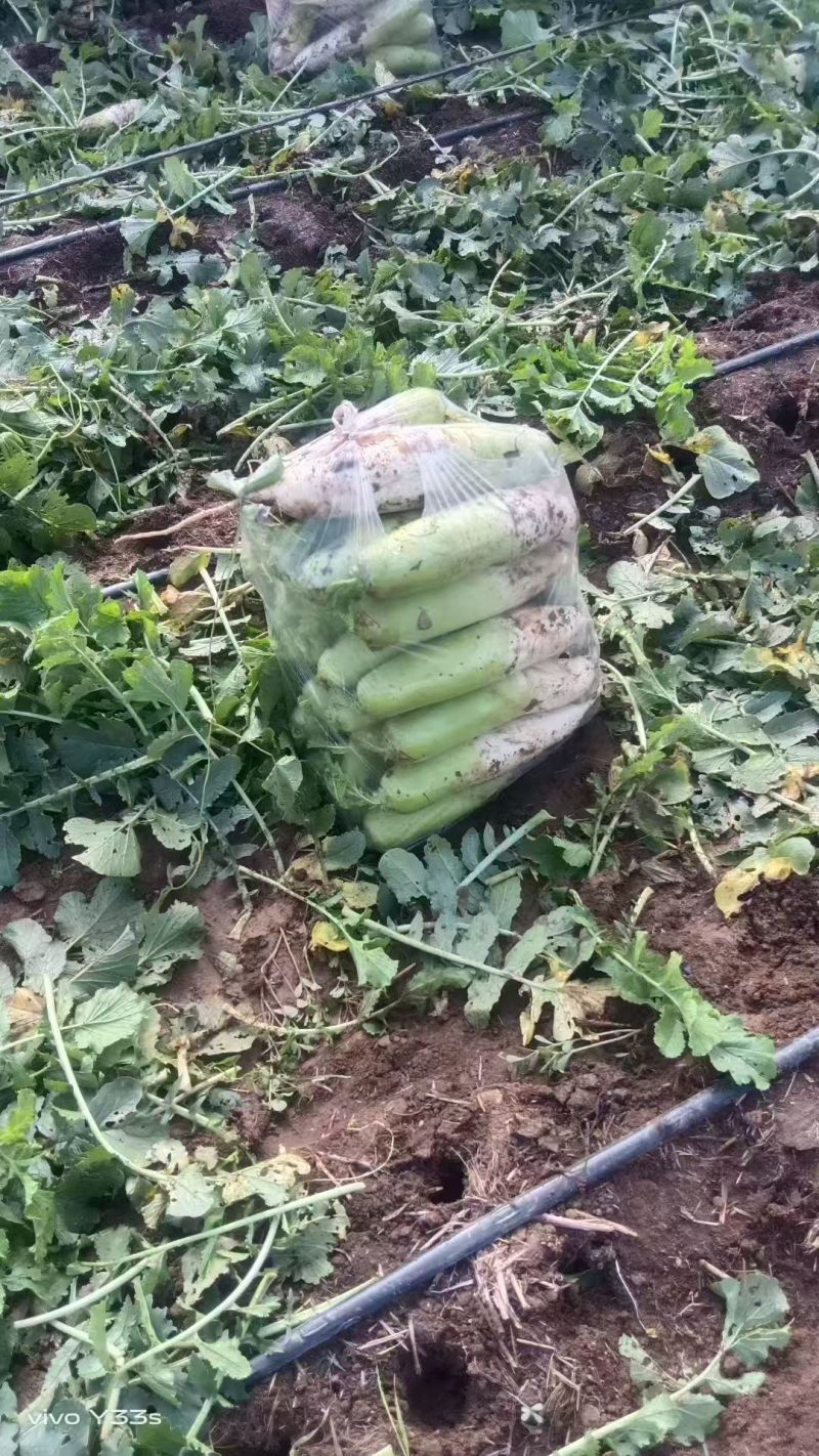 【推荐】山西青萝卜新品上市/基地直发/视频看货/欢迎咨询