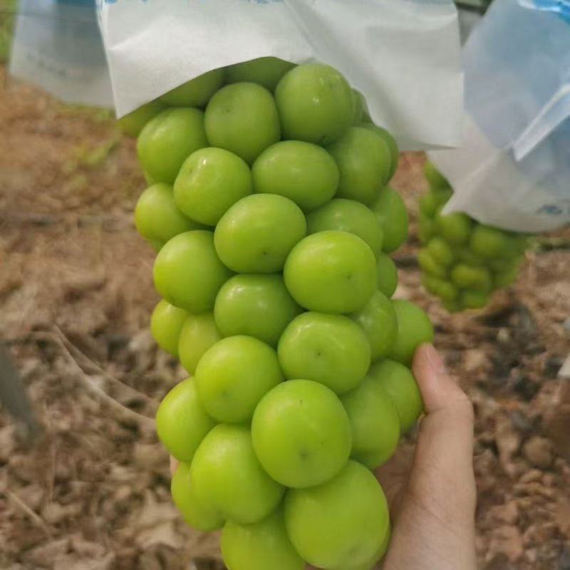 阳光玫瑰