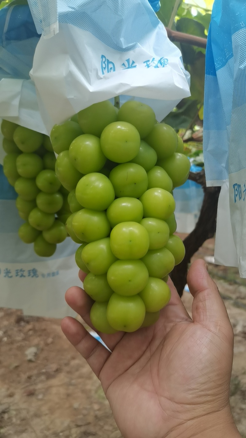 阳光玫瑰