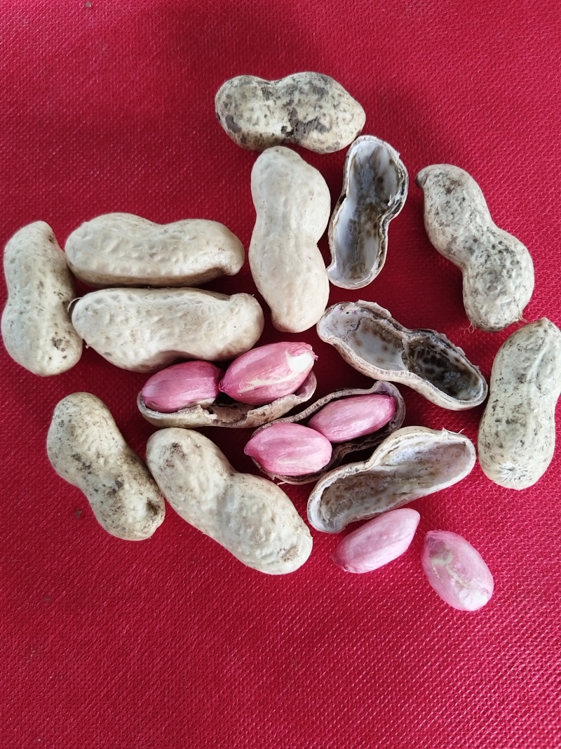 【精品】四粒红花生，新鲜现货，果粒饱满，大量上市！