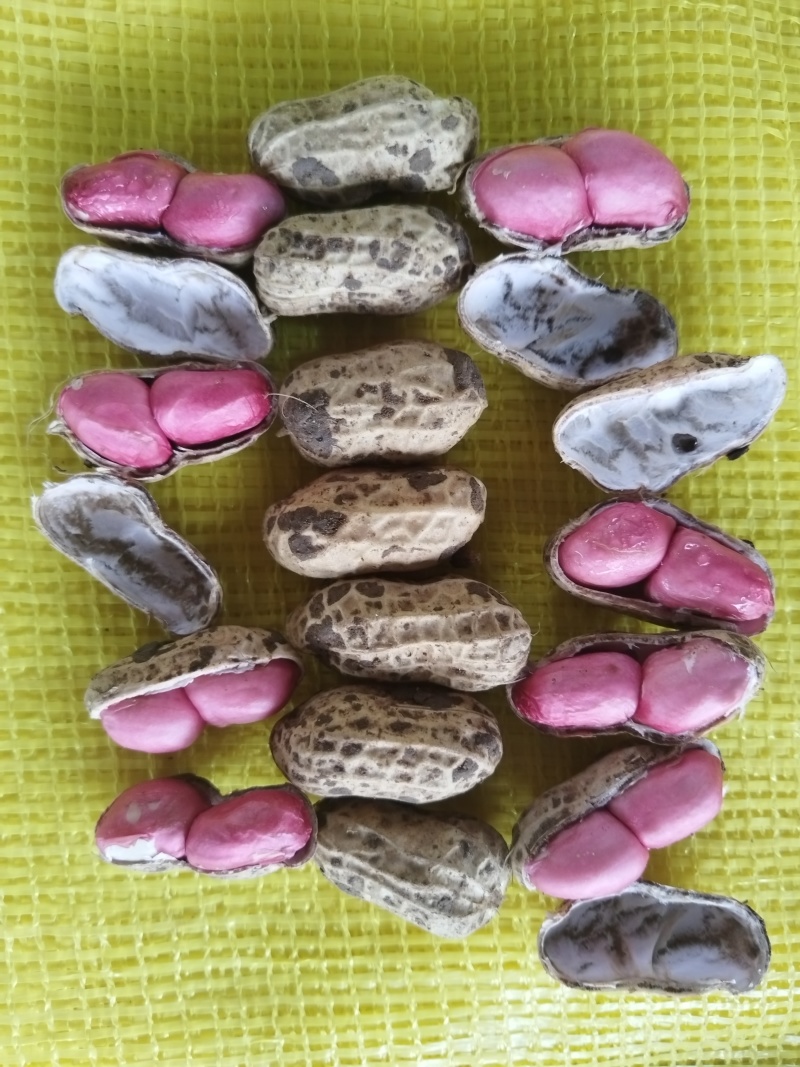 【精品】四粒红花生，新鲜现货，果粒饱满，大量上市！
