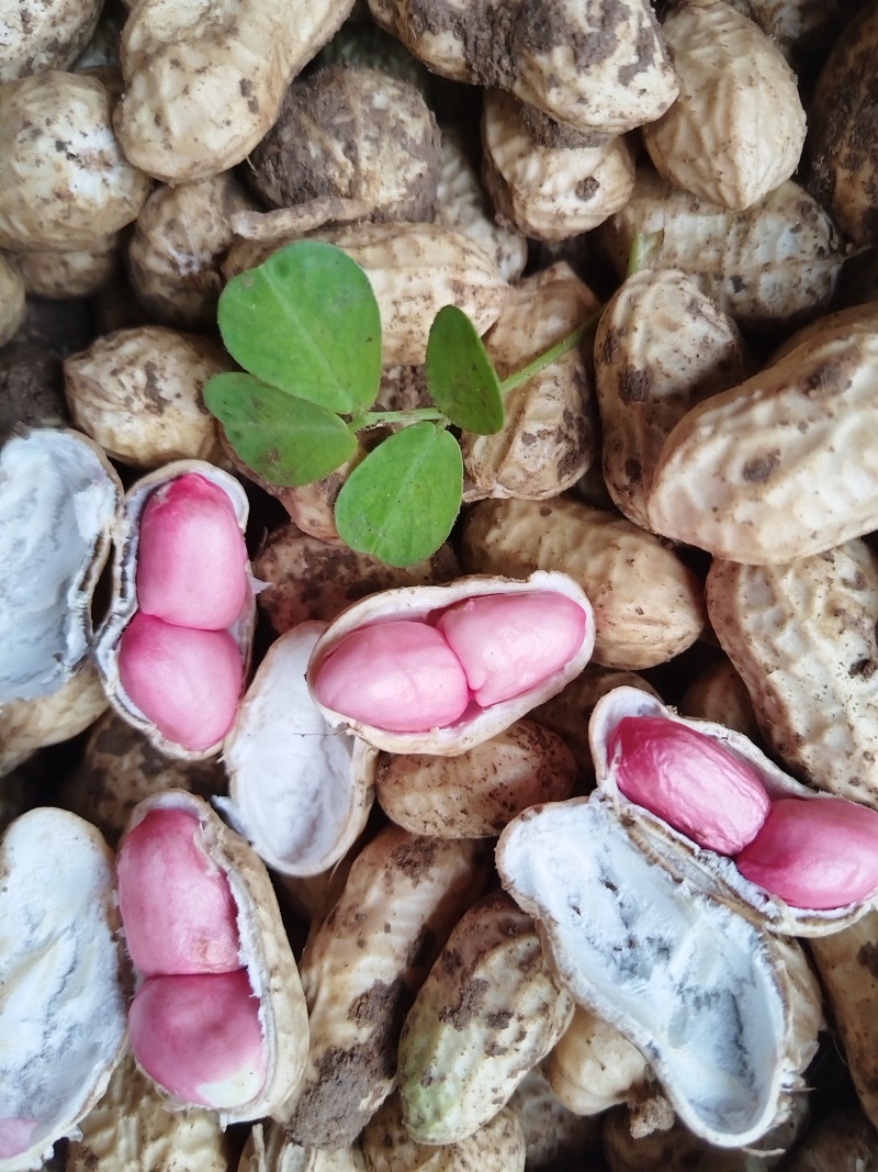 【精品】四粒红花生，新鲜现货，果粒饱满，大量上市！