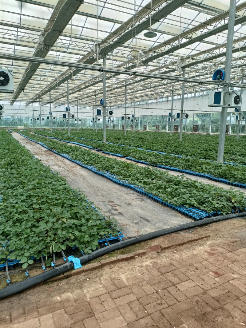 盐莓一号草莓苗品种特点，盐莓草莓苗基地