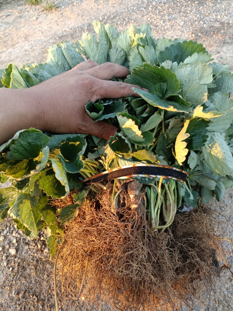 盐莓一号草莓苗品种特点，盐莓草莓苗基地