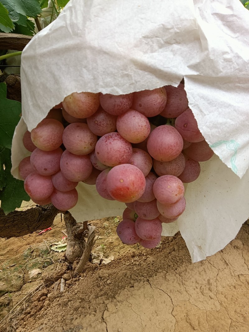 红提葡萄